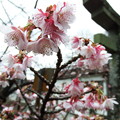 写真: 元日桜