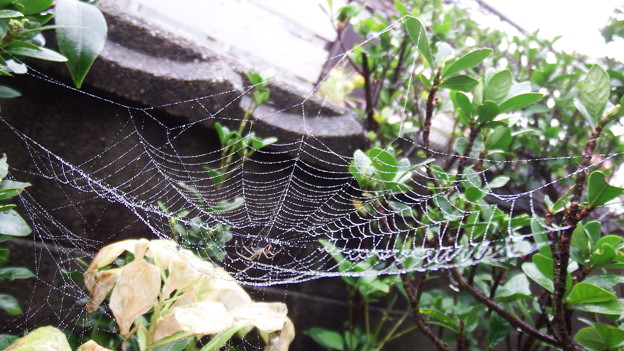写真: 蜘蛛の巣