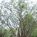 オオムラザクラの原木