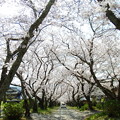 円応寺の桜並木