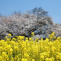 写真: 一心行大桜と菜の花