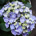 写真: 西洋紫陽花