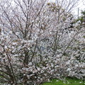 写真: 桜の満開宣言