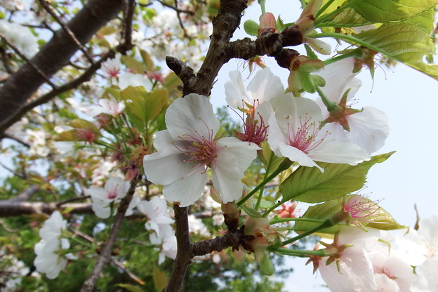 写真: 壱岐山桜