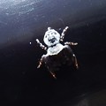 写真: 小さな蜘蛛
