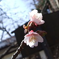 西山神社の寒桜
