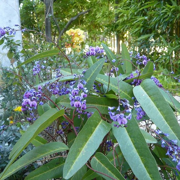 写真: オーストラリアの花ハーデンベルギア