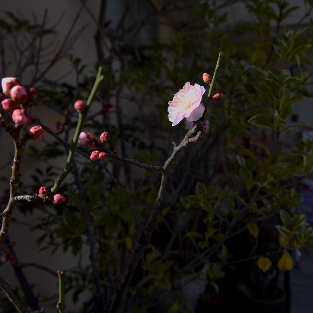 写真: 庭先の梅