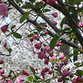 写真: 花海棠と桜