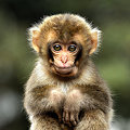 写真: 小猿(2)