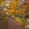 写真: 呑山観音寺の紅葉１５