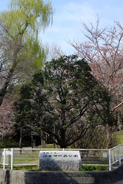写真: やがて江古田の森公園へ