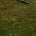 写真: 大芝生の苔の色
