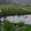 池のある景色 ３