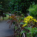 写真: 本館脇の園路沿いにも咲く