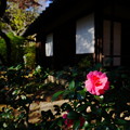 写真: 花咲くお庭