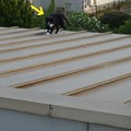 写真: 07_07屋根の猫１