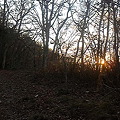 写真: 去り際にもう一枚。すでに葉の落ちた木々の間から夕陽が輝く。振り返...