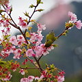 写真: 河津桜のメジロ（１）　「よっとな」