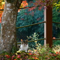 写真: 秋ネコ（３）