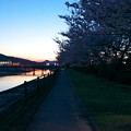 写真: 柳井川に日は落ちて