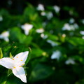 写真: 白いクラウンの花園