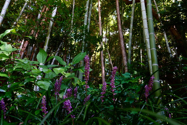 写真: 竹藪のヤブラン