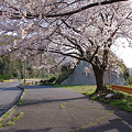写真: バス停の桜（３）