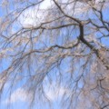写真: 青空に映える桜