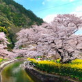 写真: 絵画風桜景色