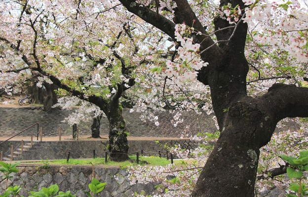 写真: 夙川の桜