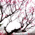 写真: 梅の有る景色