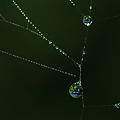 写真: 110828クモの巣　水滴