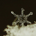 写真: 110311雪の結晶