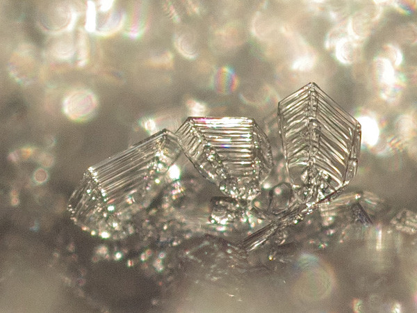 写真: 霜の結晶