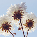 写真: 野菊の綿毛に霜の帽子