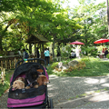 写真: 緑化フェア横浜公園の日本庭園