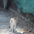 写真: ラルナカのネコ0622