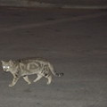 写真: マルタのネコ0208