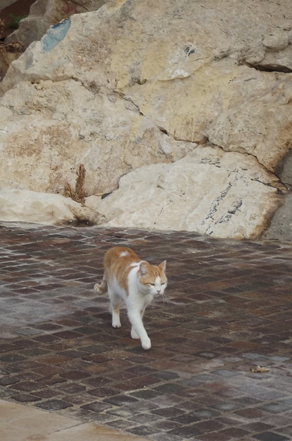 写真: マルタのネコ0224