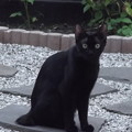 写真: 黒猫0815