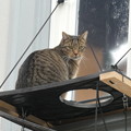 写真: ローテンブルクのネコ0223