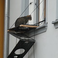 写真: ローテンブルクのネコ0223