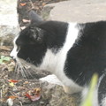 写真: 見知らぬ白黒猫1206