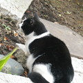 写真: 見知らぬ白黒猫1209