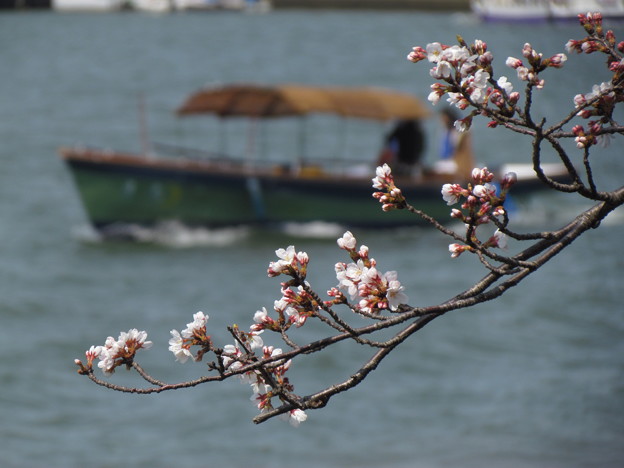 写真: 川べりの桜