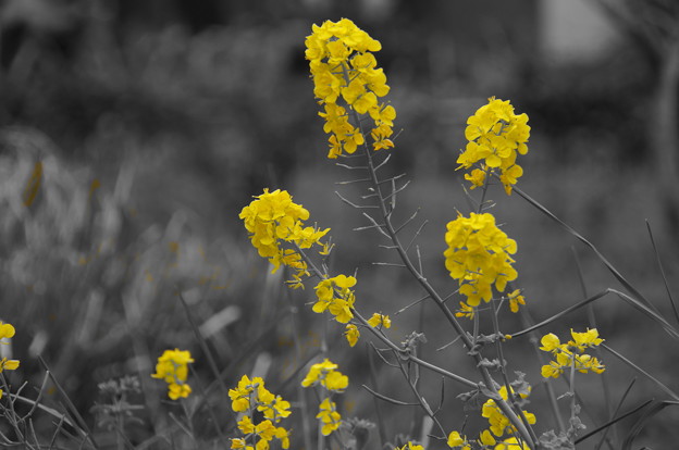 写真: 黄色い花の咲くころ