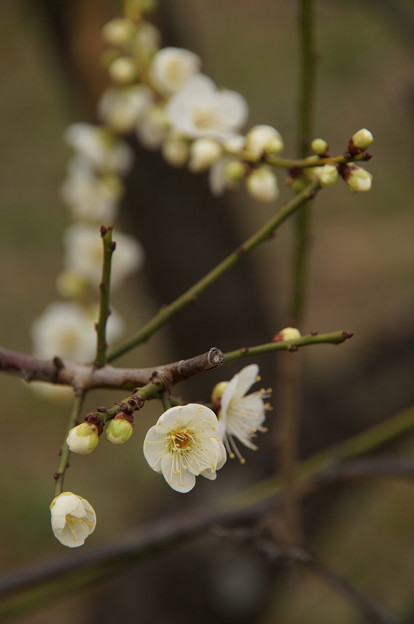 Photos: 立春の候