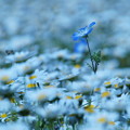写真: 白い花のさざ波