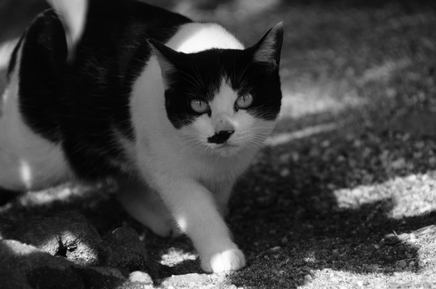 写真: 白黒ネコ